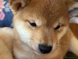 Shiba Inu perros Shiba Inu Macho 5289 de Melani - AQUANATURA en Barcelona - Anuncio 10