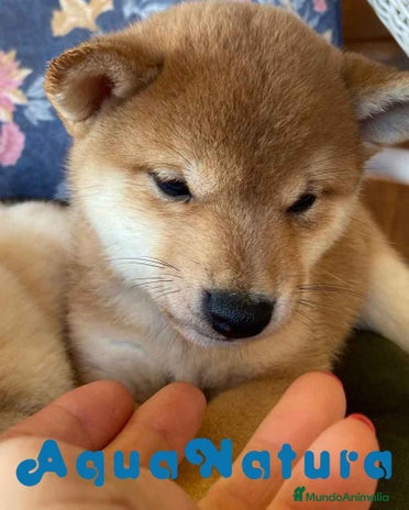 Shiba Inu perros en Barcelona - Anuncio 6