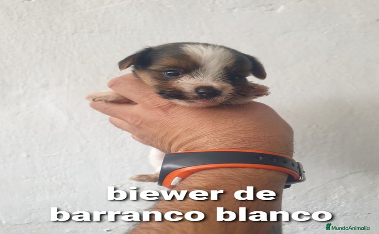 Biewer Yorkshire Terrier a la Pom Pon perros - Anuncio 12