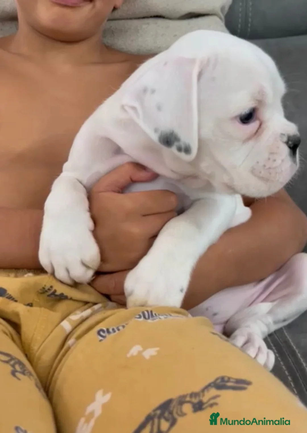 Boxer perros en venta: Boxer blanco - Anuncio 3