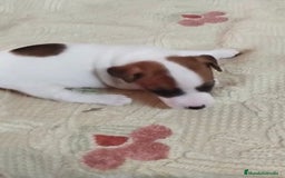 Jack Russell Terrier perros en venta: Jack Russell  - Imagen 12