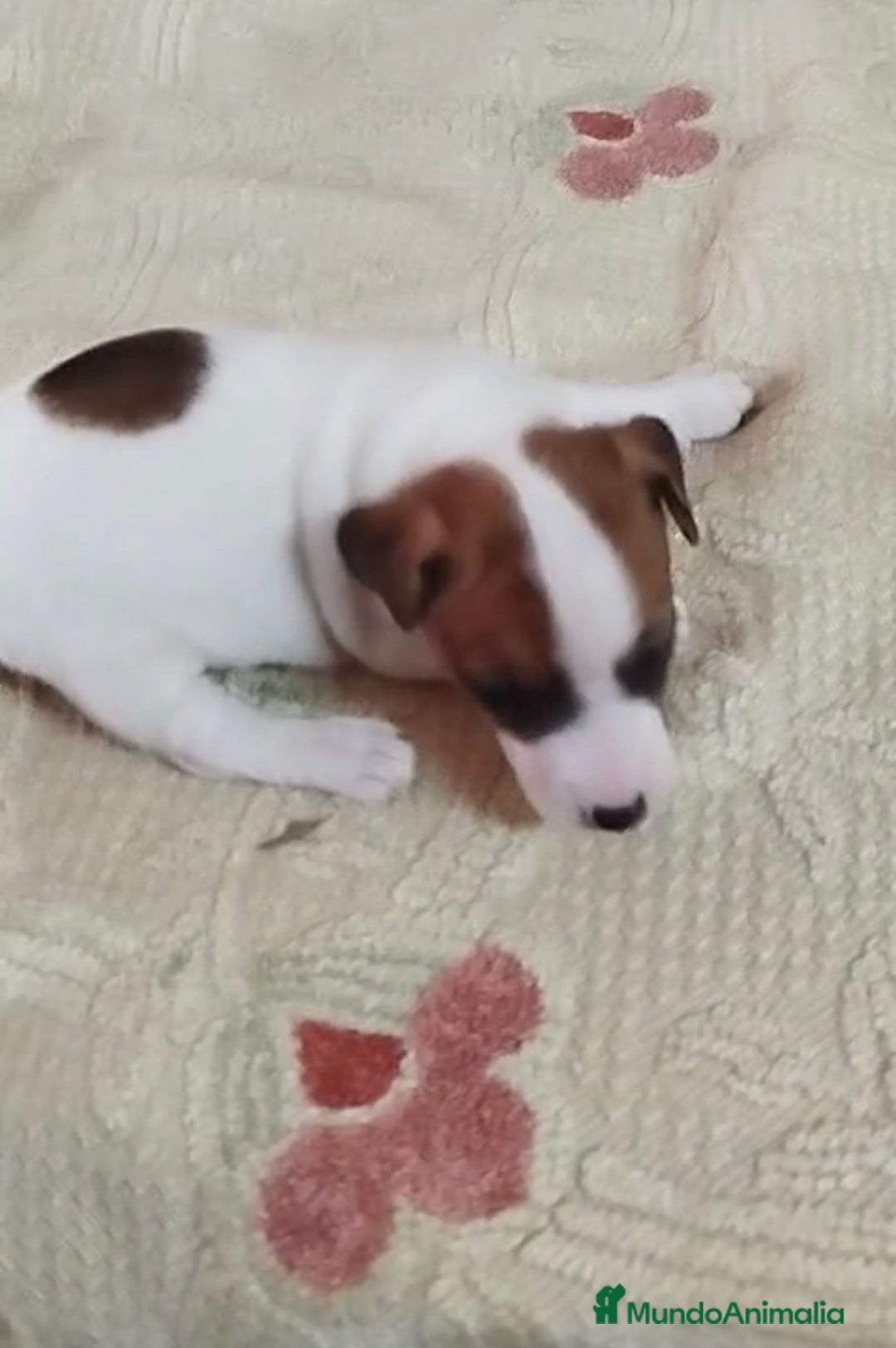 Jack Russell Terrier perros en venta: Jack Russell  - Imagen 12