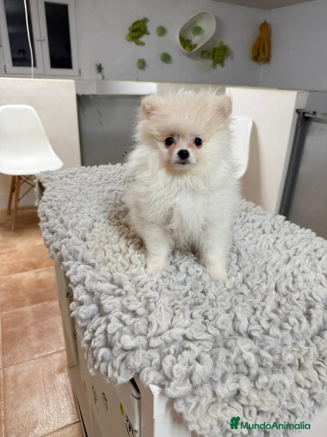 Pomerania perros en venta: Pomeranias toy - Imagen 3
