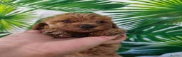 Caniche Toy perros en venta: Espectacular caniche toy en Barcelona - Anuncio 6