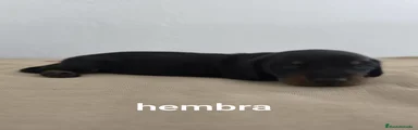 Teckel Cachorro 2