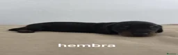 Teckel perros en venta: Teckel miniatura  - Anuncio 3