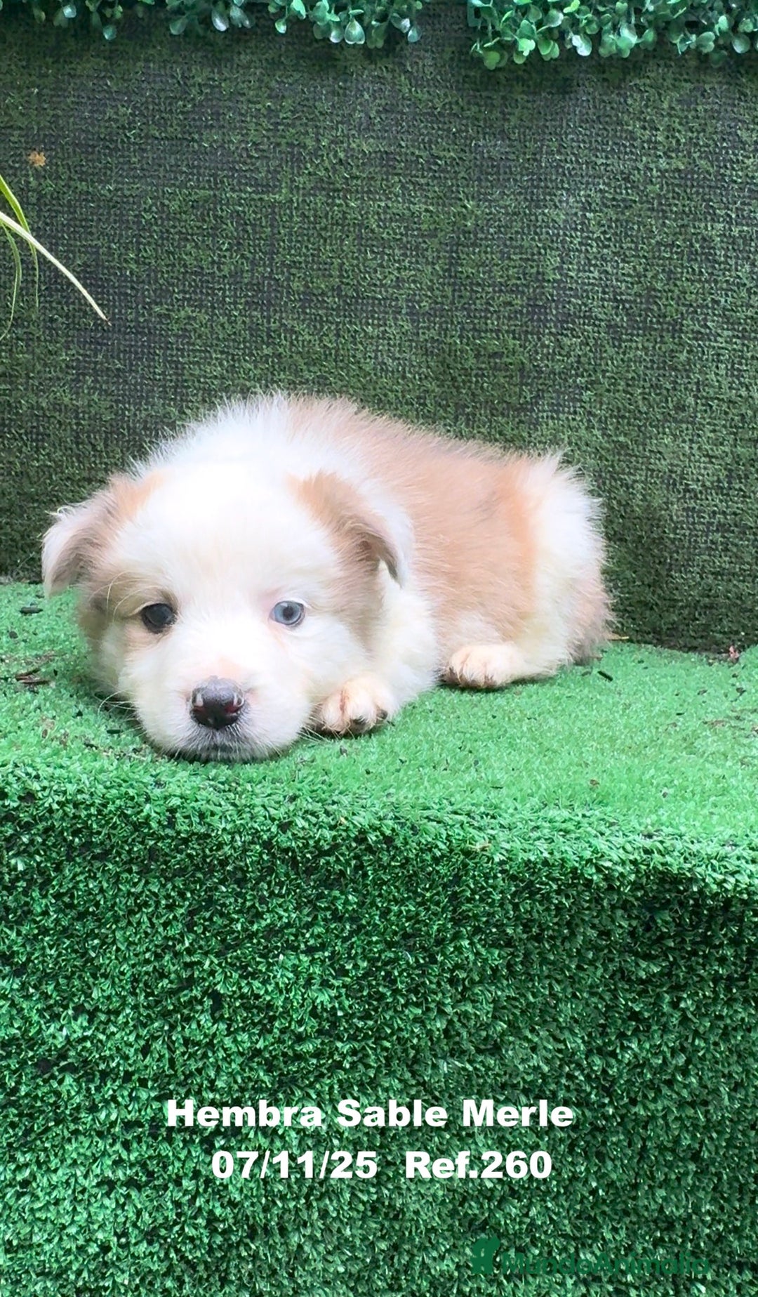 Border Collie perros en venta: Border Collie  - Anuncio 17