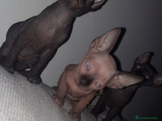 Sphynx gatos Sphynx pura razs - Anuncio 15