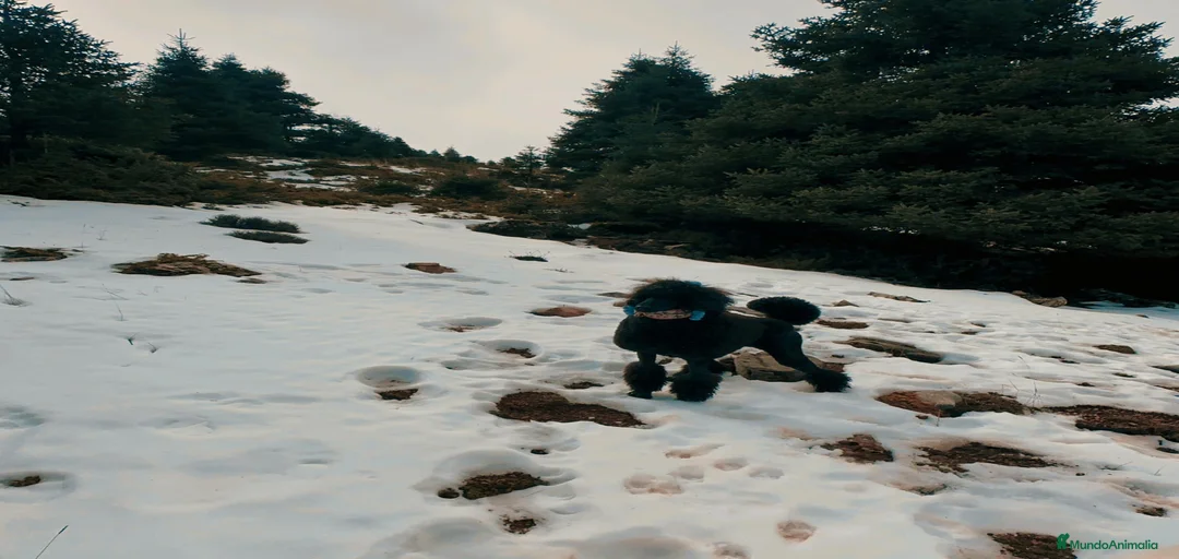 Imagen de galería {{count}}