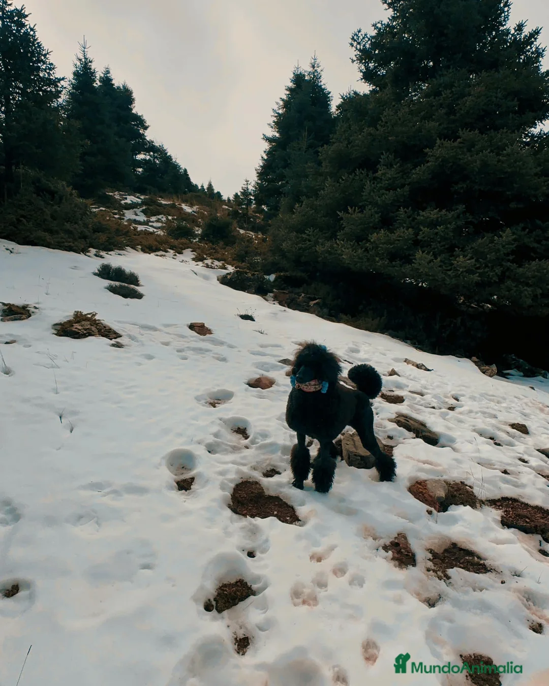 Imagen de galería {{count}}