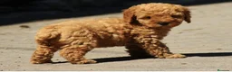 Caniche Toy perros en venta: Caniche toy - Anuncio 2