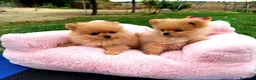 Pomerania perros en venta: Cachorros de Pomerania  - Anuncio 2