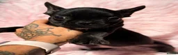 Bulldog Francés perros en venta: BULLDOG FRANCÉS NEGRA - Anuncio 2