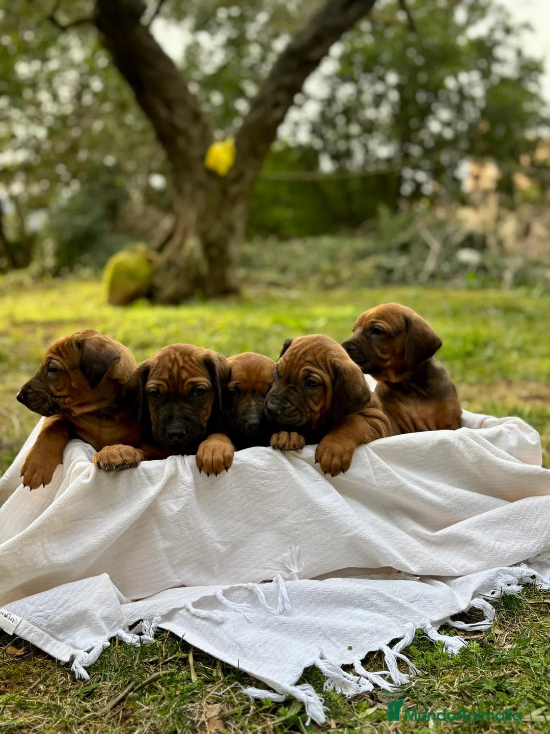 Rhodesian Ridgeback perros en venta: Rodhesian Ridgeback cachorros - Anuncio 7
