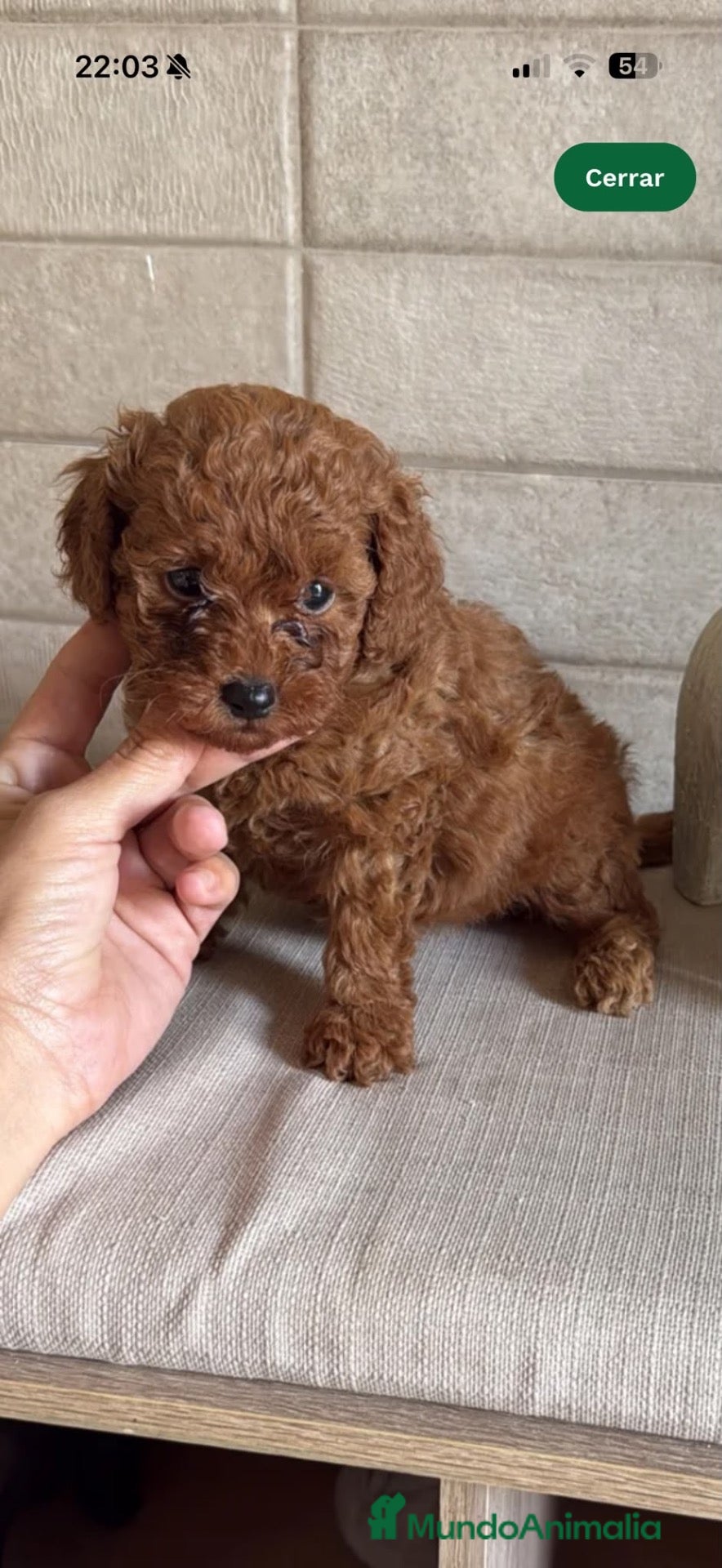 Caniche Toy perros Caniche Toy  - Anuncio 2