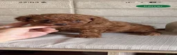 Caniche Toy perros en venta: Caniche Toy  - Anuncio 1