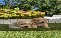 Maltipoo perros en venta: MALTIPOO MACHO - Imagen 5