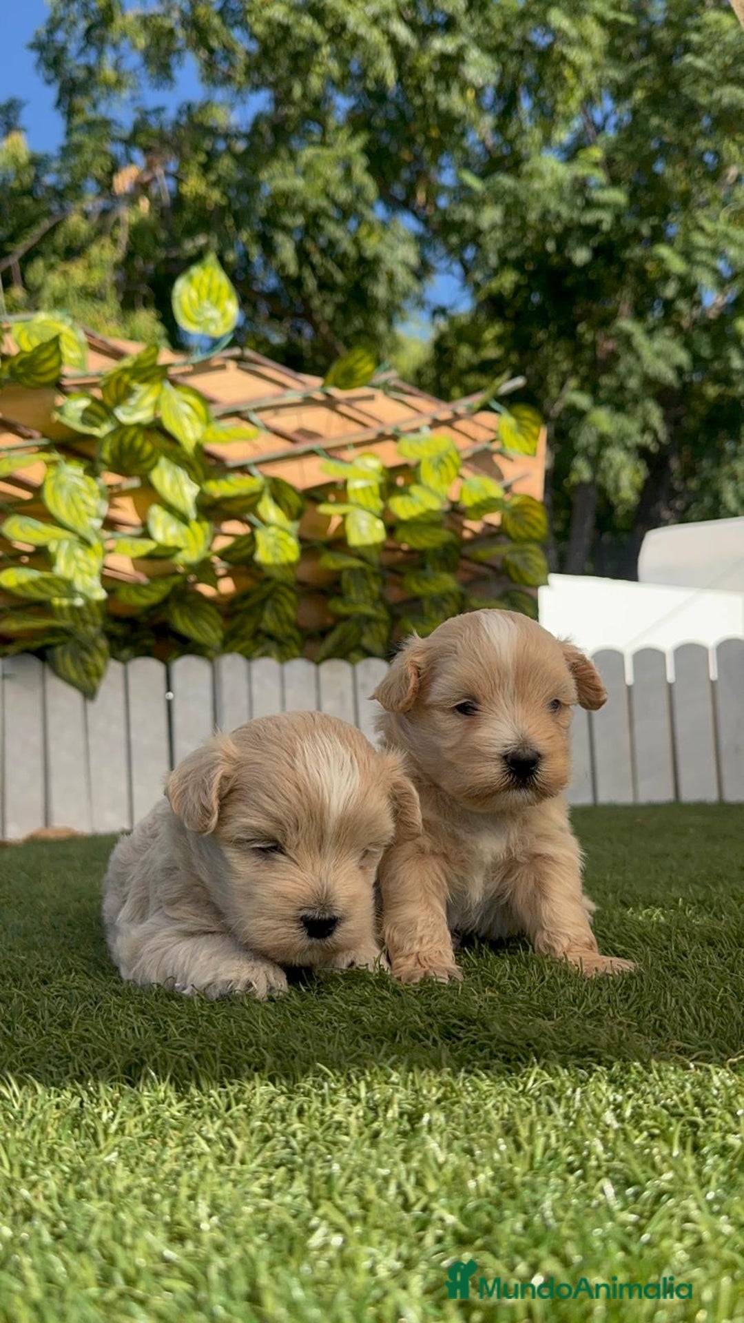 Maltipoo perros en venta: MALTIPOO MACHO - Imagen 5
