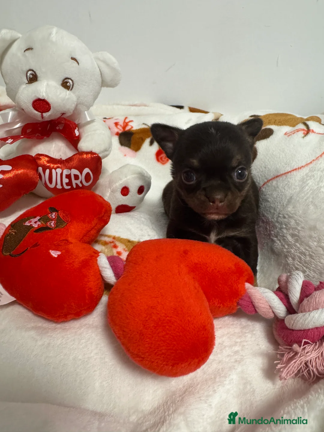 Chihuahua perros en venta: Chihuahua cabeza manzana  - Anuncio 1