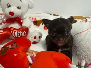 Chihuahua perros Chihuahua cabeza manzana - Anuncio 2