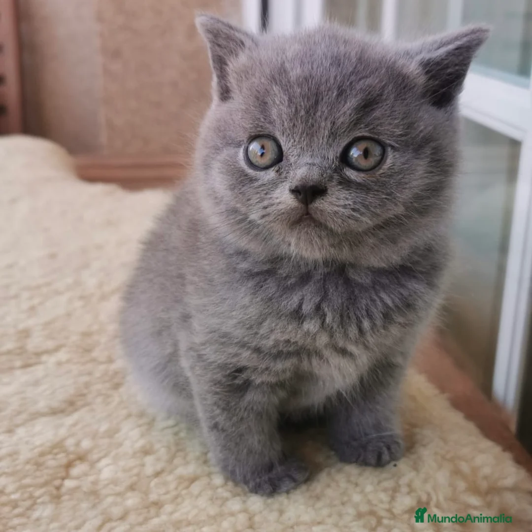 Británico de Pelo Corto gatos en venta: British Lilac - Anuncio 6
