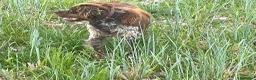 Épagneul Breton perros en venta: Epagneul breton - Anuncio 13
