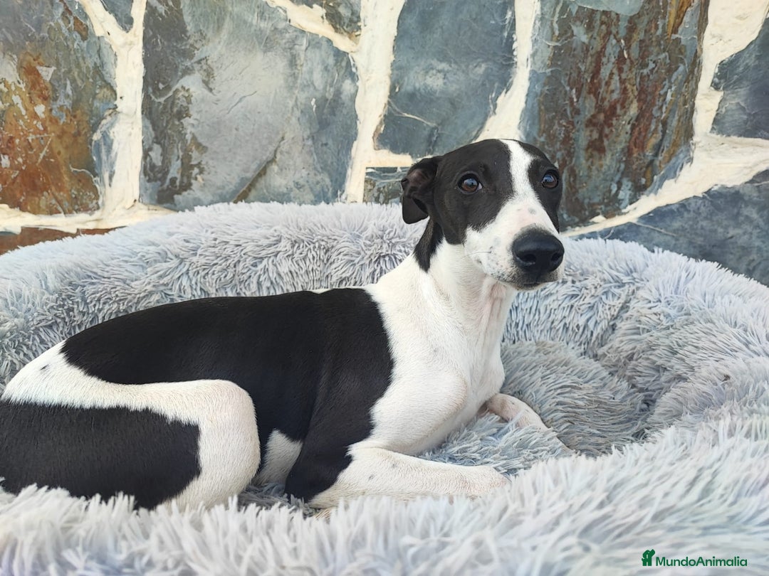 Whippet perros en venta: WHIPPET MACHO - Anuncio 2