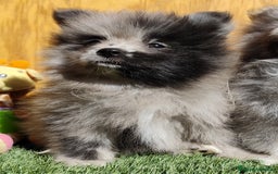 Pomsky perros en venta: Pomsky  - Anuncio 7