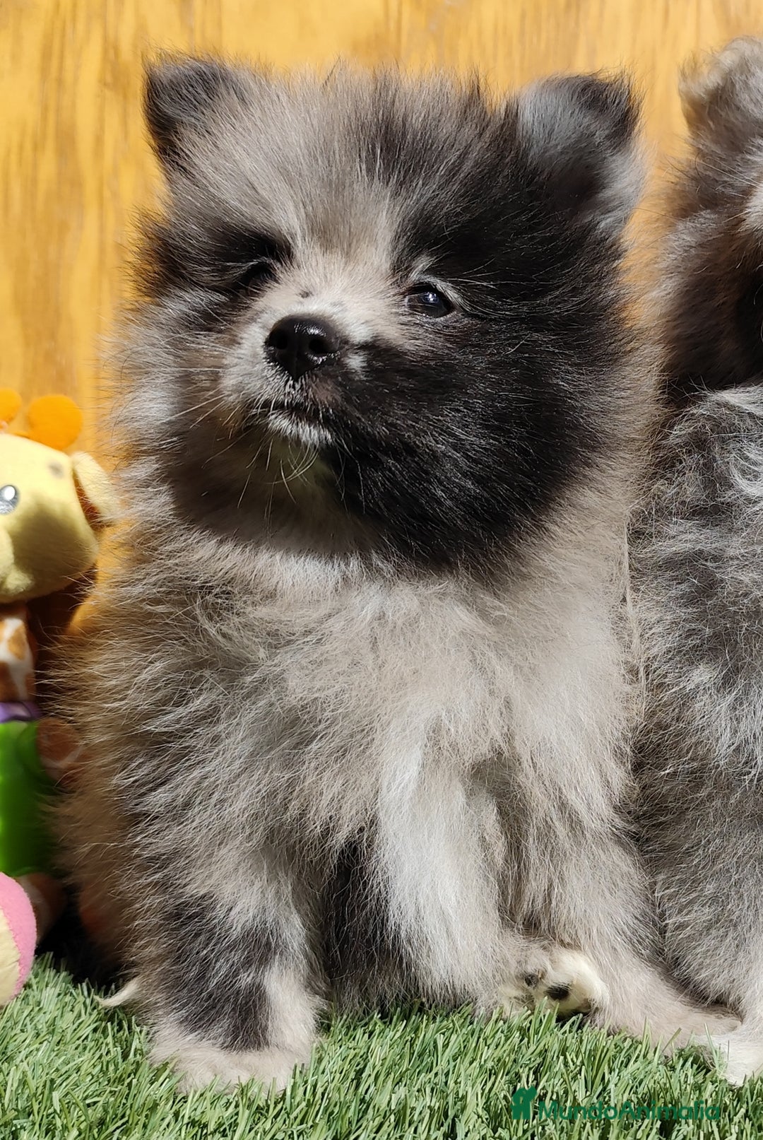 Pomsky perros en venta: Pomsky  - Anuncio 7