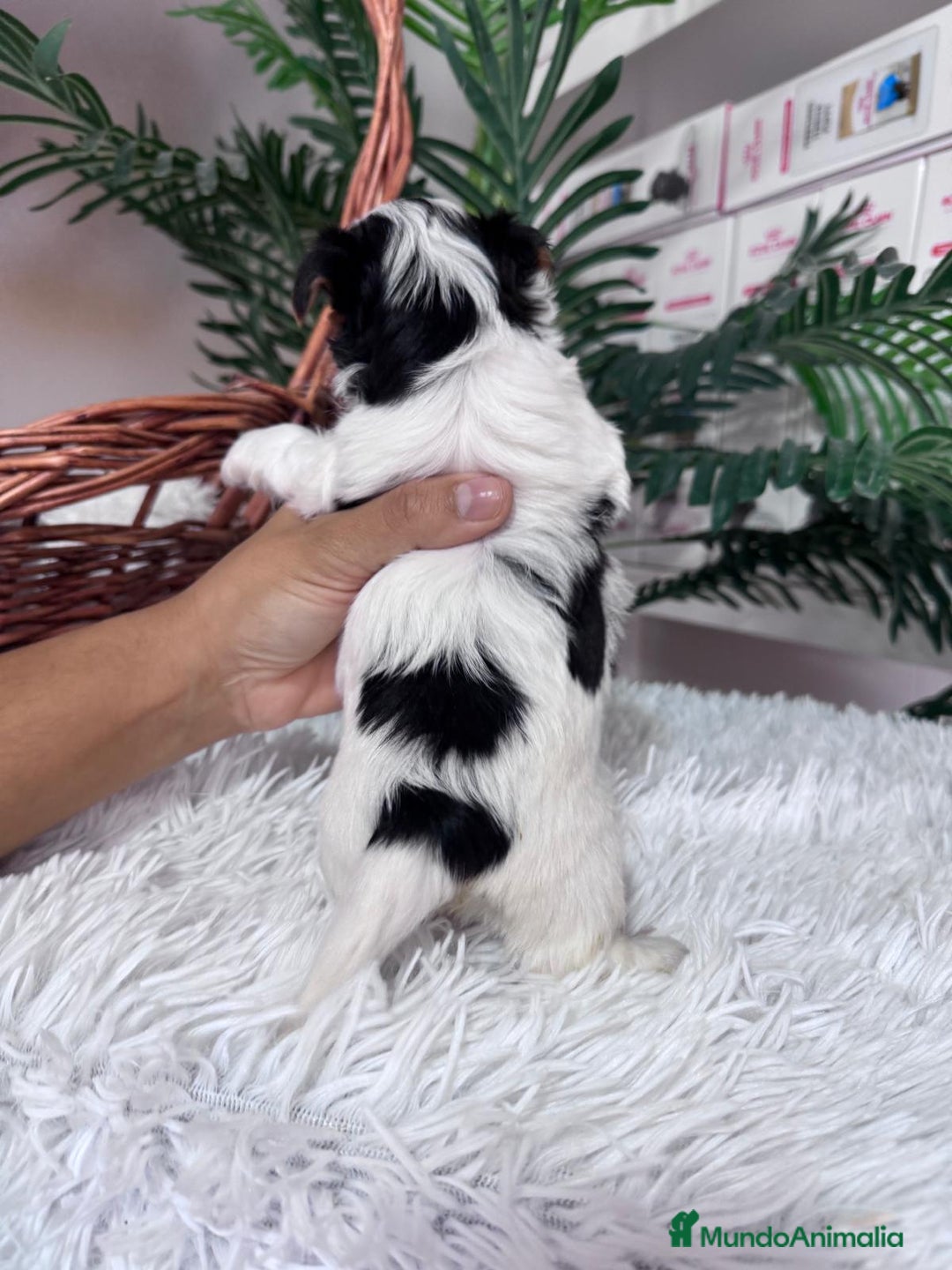 Yorkshire Terrier perros en venta: YORSKSHIRE BIEWER MACHO - Anuncio 4