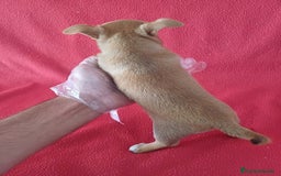 Chihuahua perros en venta: Chihuahua Mini  - Imagen 3