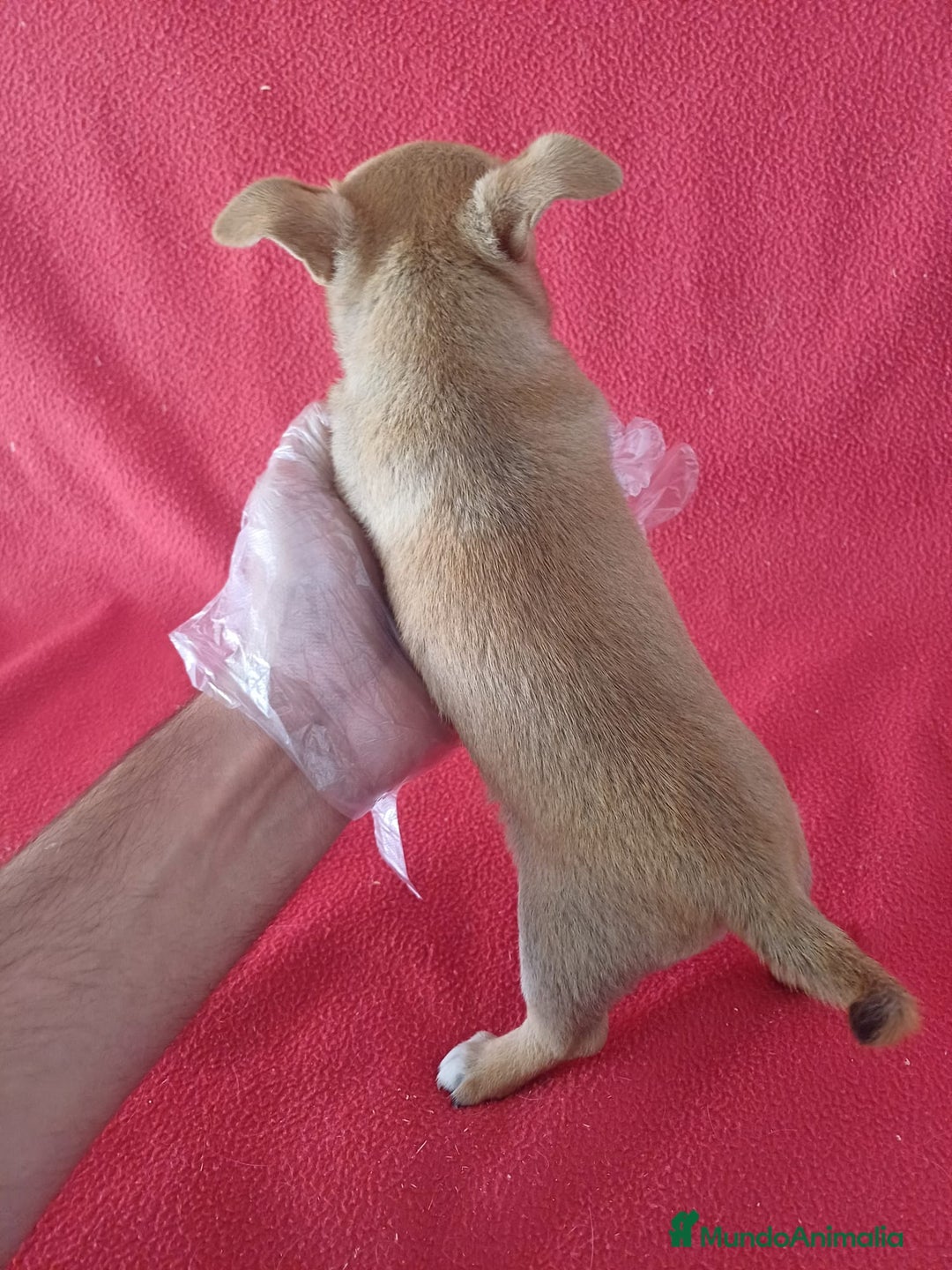 Chihuahua perros en venta: Chihuahua Mini  - Imagen 3
