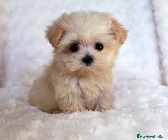 Maltipoo perros maltipoo - Anuncio 4