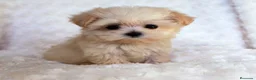 Maltipoo perros en venta: maltipoo - Anuncio 1