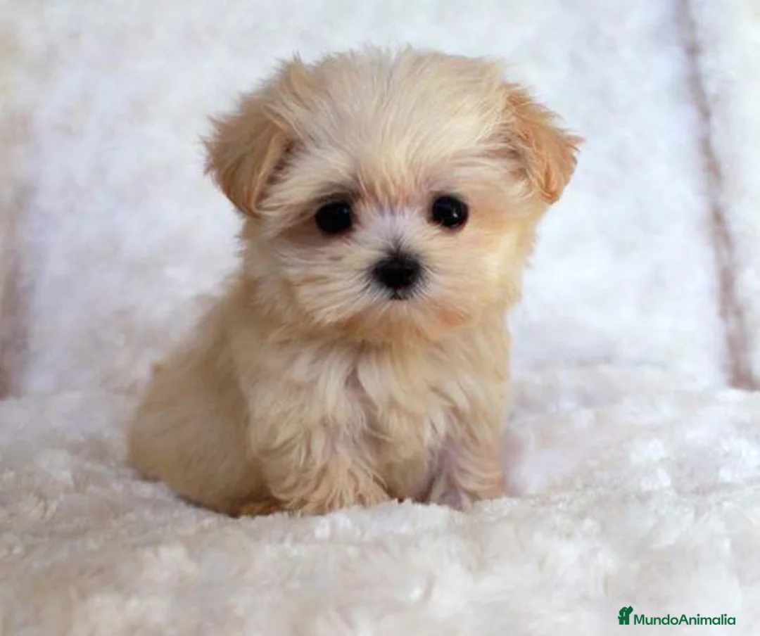 Maltipoo perros en venta: maltipoo - Anuncio 1