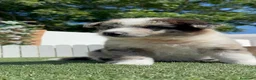 Border Collie perros en venta: BORDER COLLIE - Anuncio 7