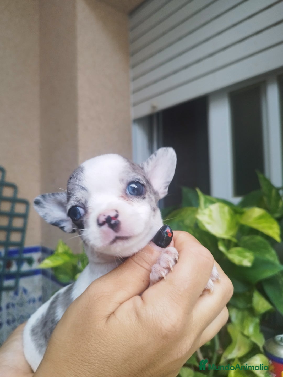 Chihuahua perros en venta: CHIHUAHUA HEMBRA MERLE - Imagen 4