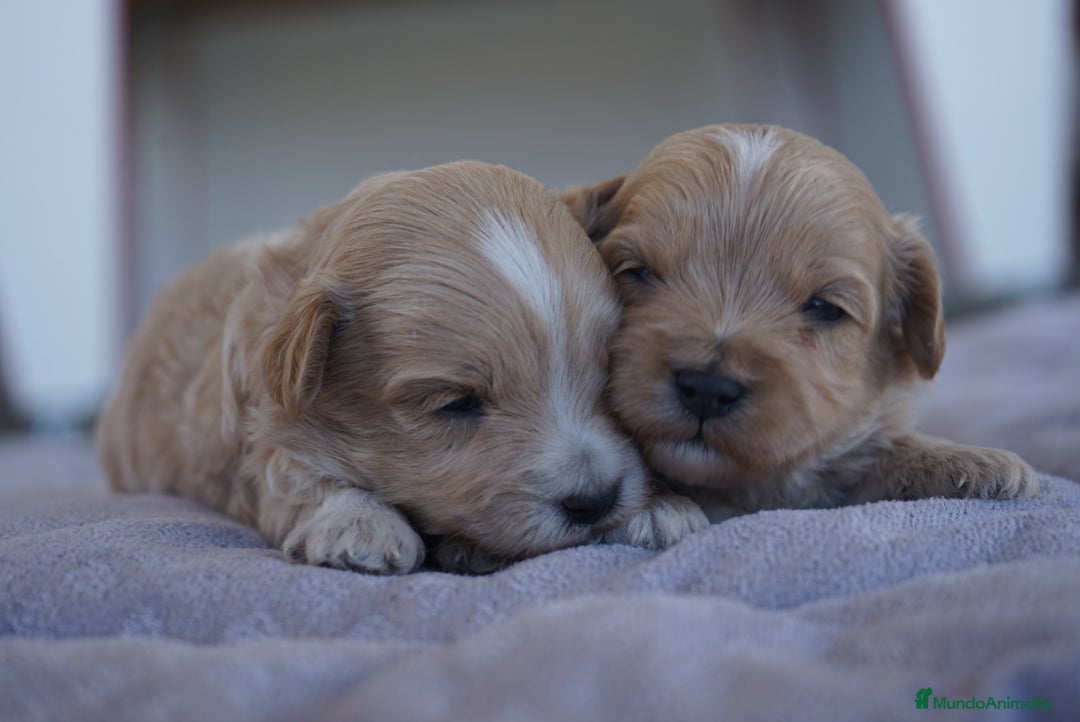Maltipoo perros en venta: 🐾 Kepi y Harry – Maltipoo color crema ☁️ - Imagen 3