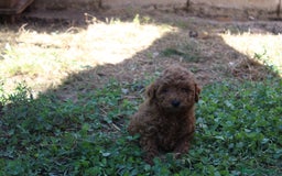 Caniche Enano perros en venta: Caniche enana roja  - Imagen 2