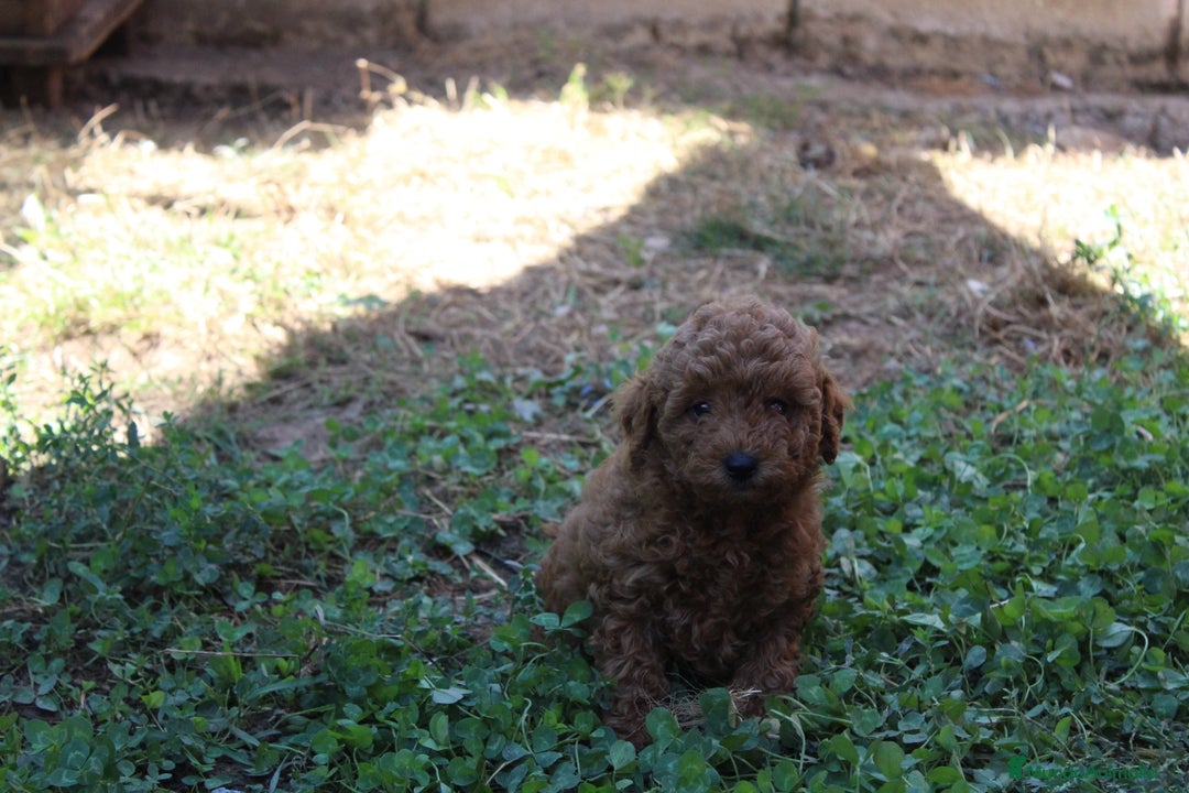 Caniche Enano perros en venta: Caniche enana roja  - Imagen 2
