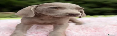 Weimaraner Cachorro 4