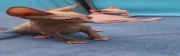 Sphynx gatos en venta: Precioso machito bicolor  - Anuncio 2