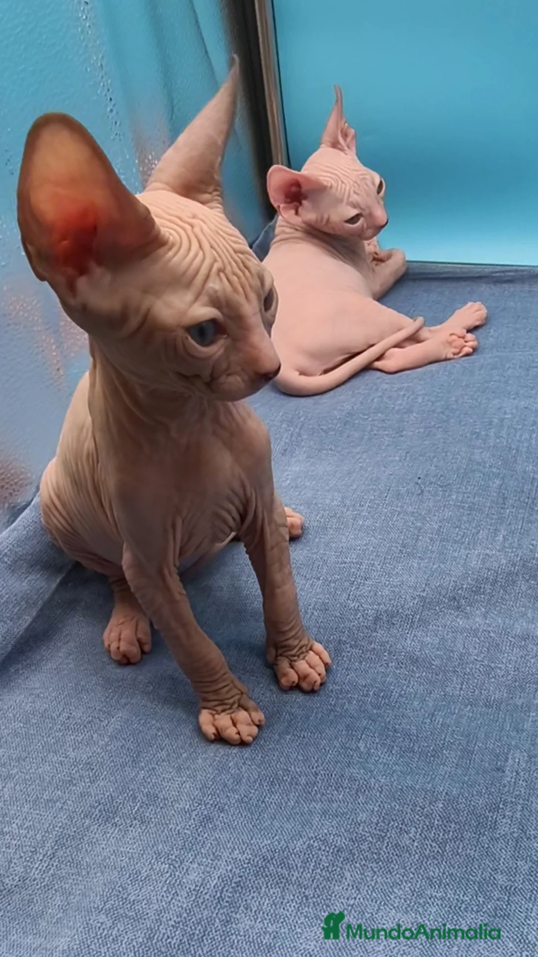 Sphynx gatos en venta: Precioso machito bicolor  - Anuncio 2