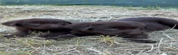 Labrador Retriever perros en venta: Labrador  - Anuncio 6