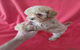 Caniche Enano perros en venta: Caniche Enano  - Anuncio 2