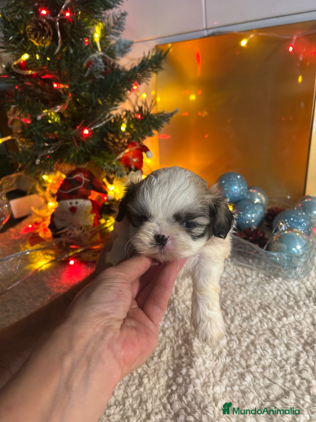 Shih Tzu perros en venta: Shih tzu - Anuncio 5