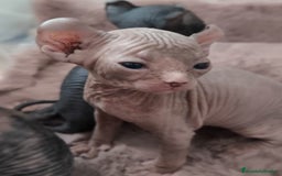 Sphynx gatos en venta: Cachorro Sphynx - Imagen 5