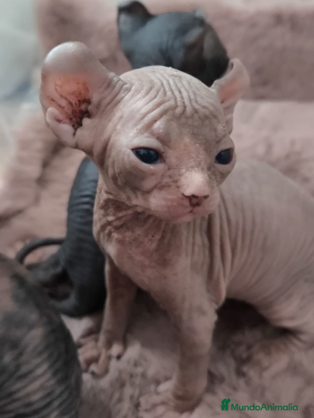 Sphynx gatos en venta: Cachorro Sphynx - Imagen 5