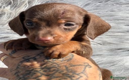 Teckel Miniatura perros en venta: Teckel Kaninchen  - Imagen 4