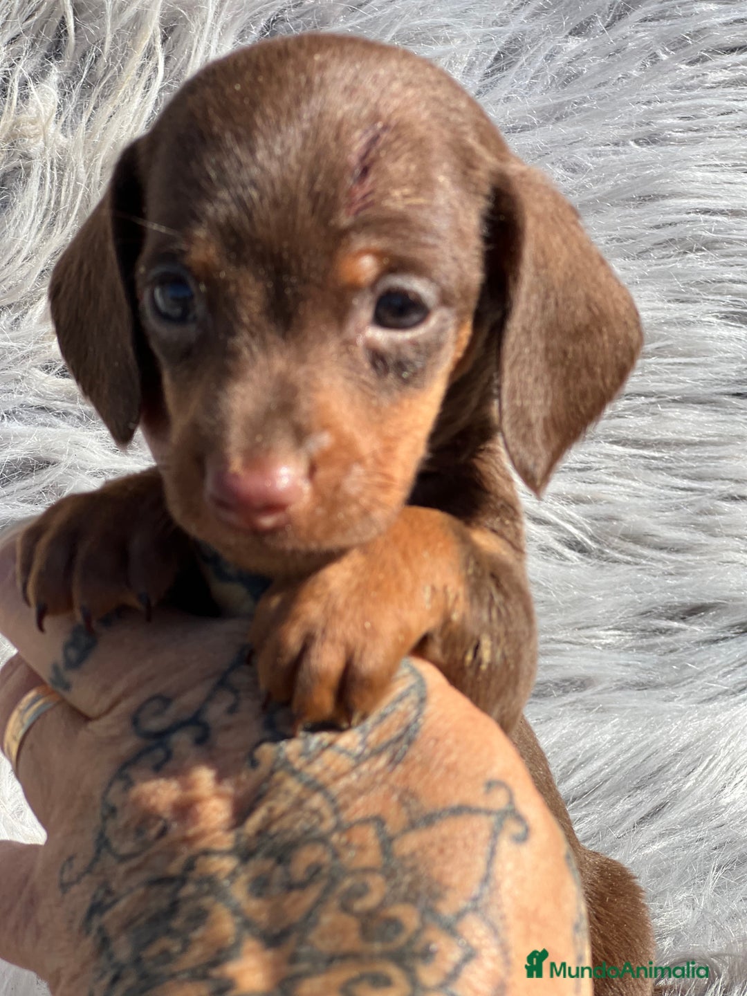 Teckel Miniatura perros en venta: Teckel Kaninchen  - Imagen 4
